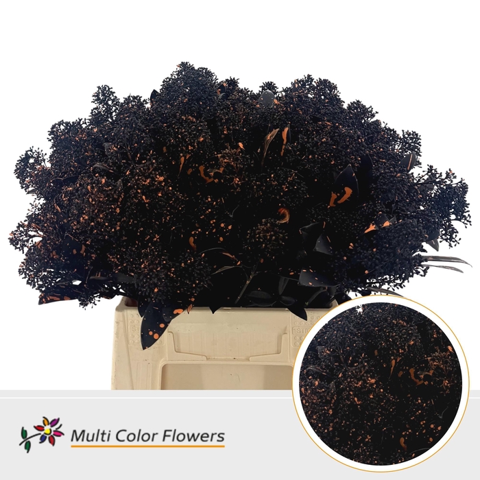 <h4>Skimmia Halloween (zwart splash oranje)</h4>
