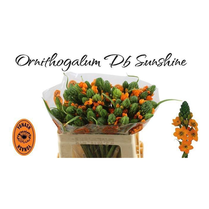 <h4>Ornit Db Sunshine</h4>