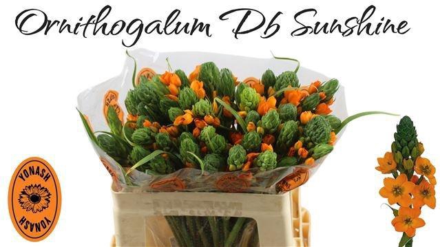 <h4>Ornit Db Sunshine</h4>