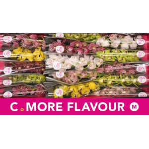 Mini cymbidium 'Mix' 50 cm