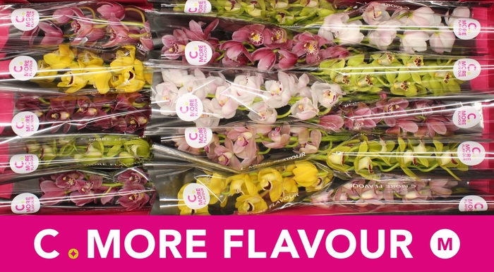 <h4>Mini cymbidium 'Mix' 50 cm</h4>