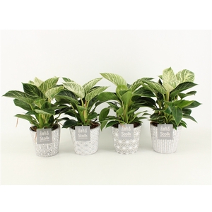 Philodendron White Wave in Star Keramiek