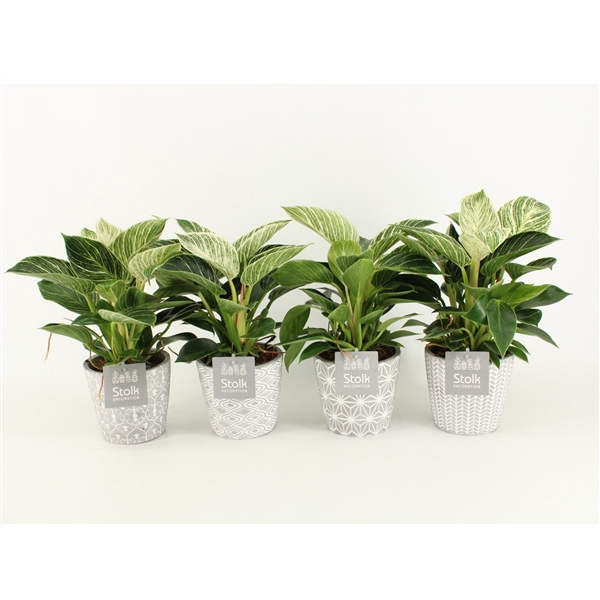 <h4>Philodendron White Wave in Star Keramiek</h4>