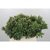 Pittosporum Ilan