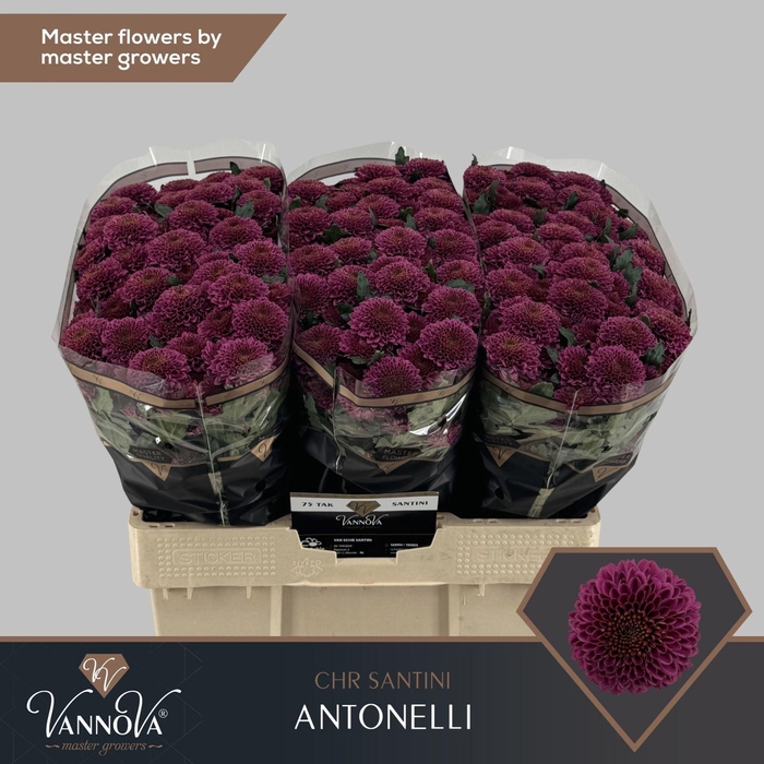 <h4>CHR SAN ANTONELLI CHR S ANTONELLI</h4>