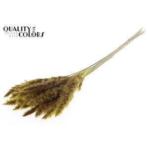 Fluffy Pampas 10pc/bunch Yellow