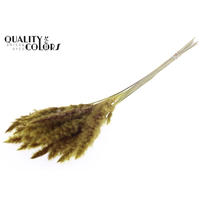 <h4>Fluffy Pampas 10pc/bunch Yellow</h4>