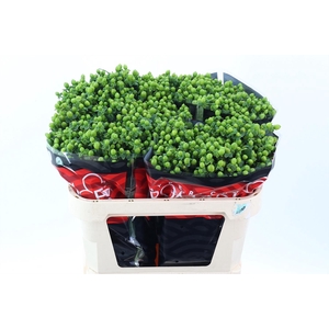 Hyp Jungle Rom 65 cm