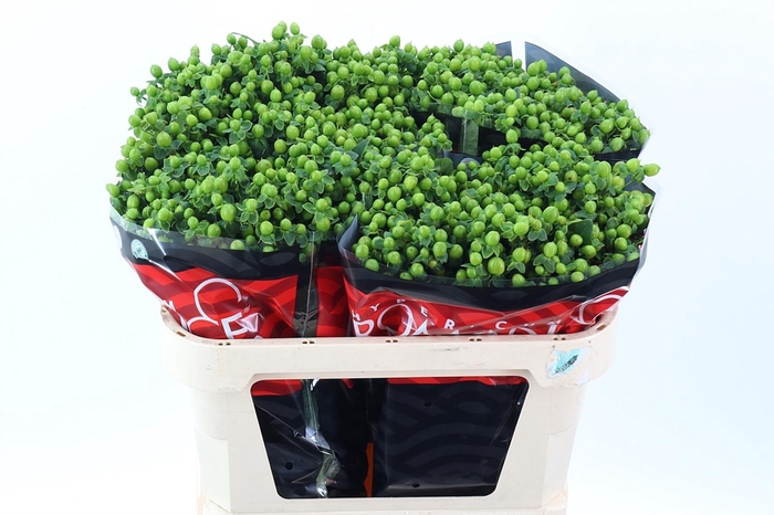 <h4>Hyp Jungle Rom 70cm</h4>