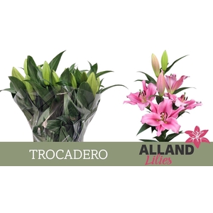 LI OT TROCADERO