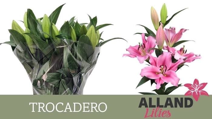 <h4>LI OT TROCADERO</h4>