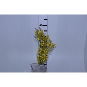 ONCIDIUM CHUVA DE OURO CORTE