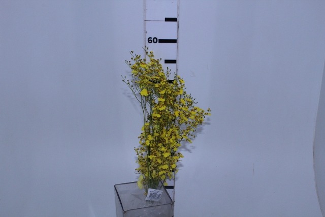 ONCIDIUM CHUVA DE OURO CORTE