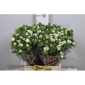 Anem Co Carmel White