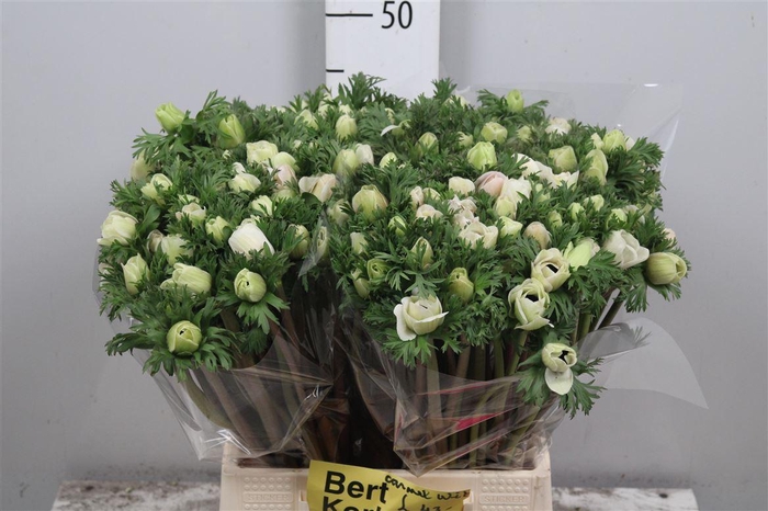 <h4>Anem Co Carmel White</h4>