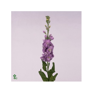 Matth Figaro Lavende