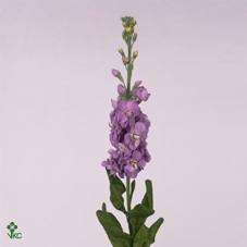 <h4>Matth Figaro Lavende</h4>
