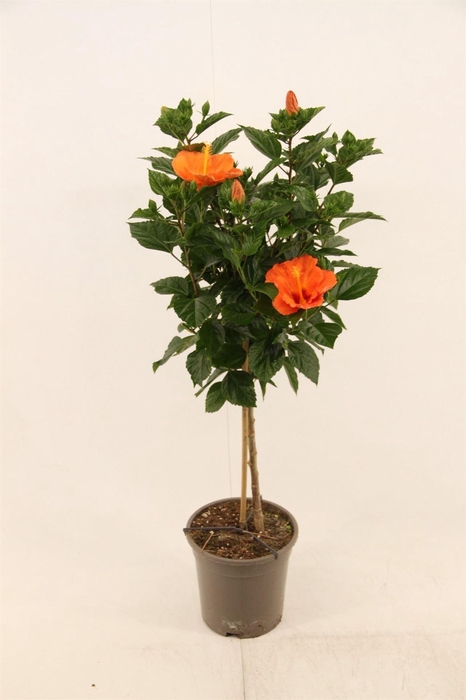 <h4>Hibiscus rosa-sin. 'Sunny Torino'</h4>