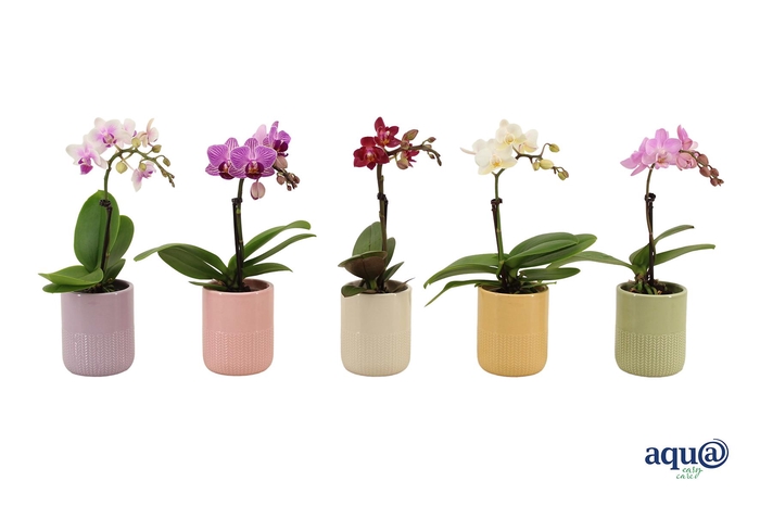 <h4>Morgan Cozy Mix Tiny Dolls Mix 1T7+ Aqu@</h4>