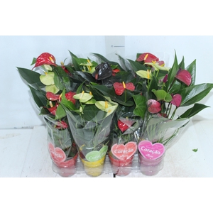 ANTHURIUM VARIADO P09