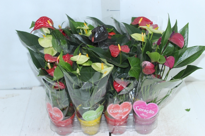 <h4>ANTHURIUM VARIADO P09</h4>