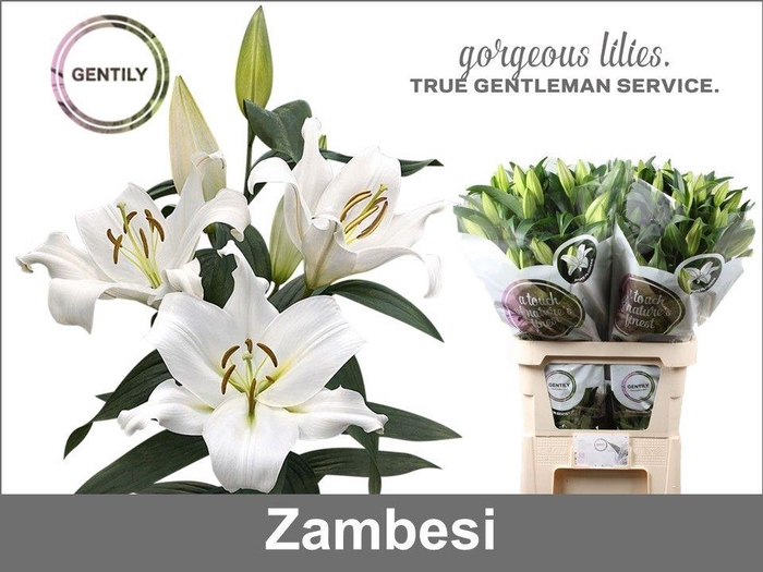 <h4>Li Ot Zambesi 5+</h4>