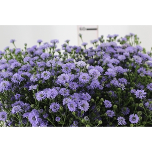 ASTER D. PLUS 060 CM MIN 20 GRAMAS
