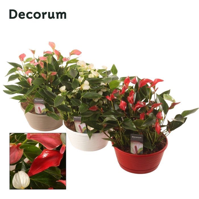 <h4>Anth. 3 Kleuren Mix 23cm Schaal Decorum</h4>