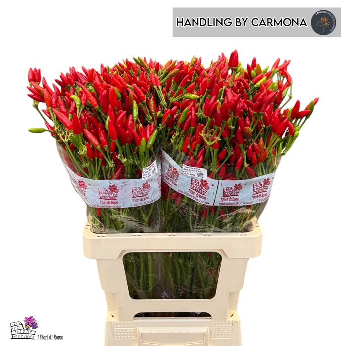 <h4>CAP RED FIRE</h4>