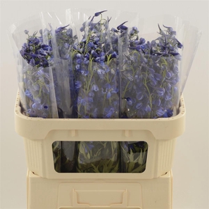 Delphinium Enkel Deldonna Blue