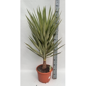 YUCCA JEWEL