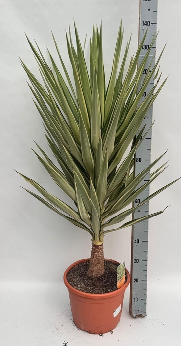 <h4>YUCCA JEWEL</h4>