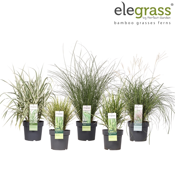 <h4>Grassen mix laag - Elegrass Hardy Ornamentals P23</h4>
