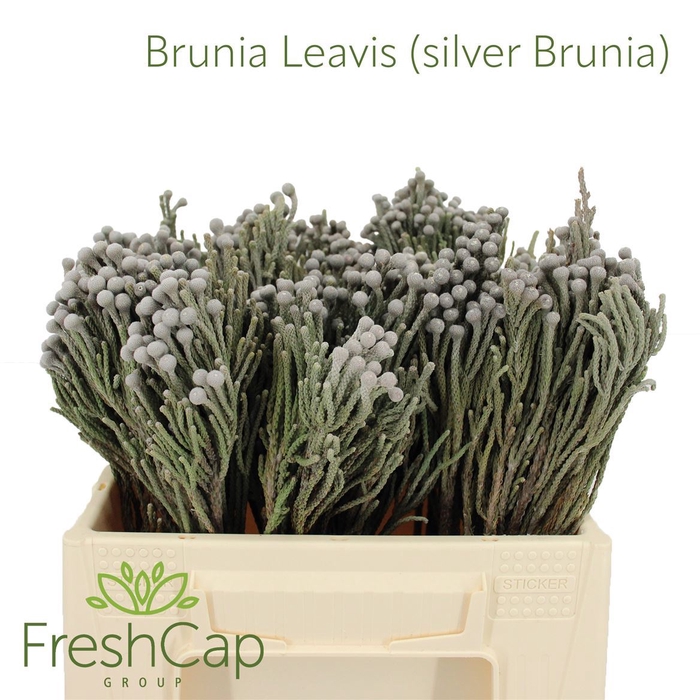 <h4>Brunia Leavis (silver Brunia)</h4>