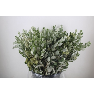 Pittosp Ralphi Leaves 400gr P Bunch