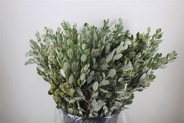 <h4>Pittosp Ralphi Leaves 400gr P Bunch</h4>