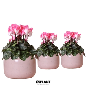 Cyclamen Indiaka salmon in Vintage Bowl pot pink