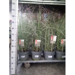 Miscanthus sin.