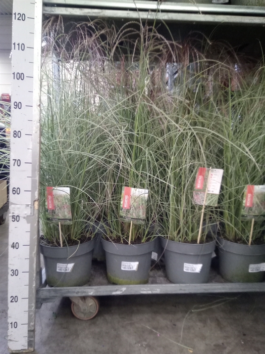 <h4>Miscanthus sin.</h4>