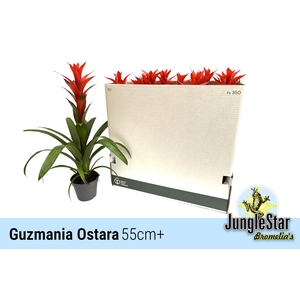 GUZM OSTARA