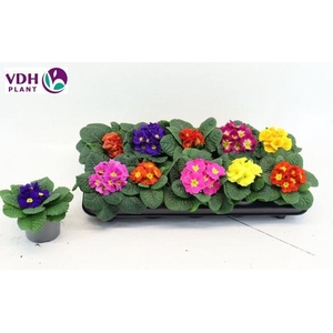 Prim Ac Paradiso Gem