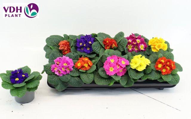 <h4>Prim Ac Paradiso Gem</h4>