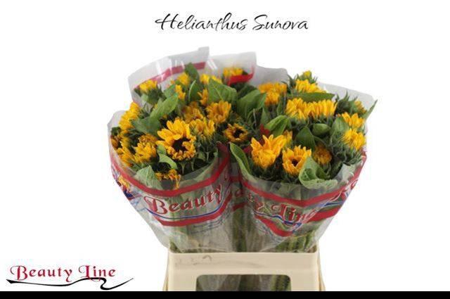 <h4>HELI SUNOVA</h4>