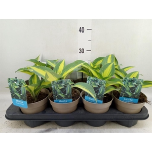 Hosta tardiana 'Halcyon'