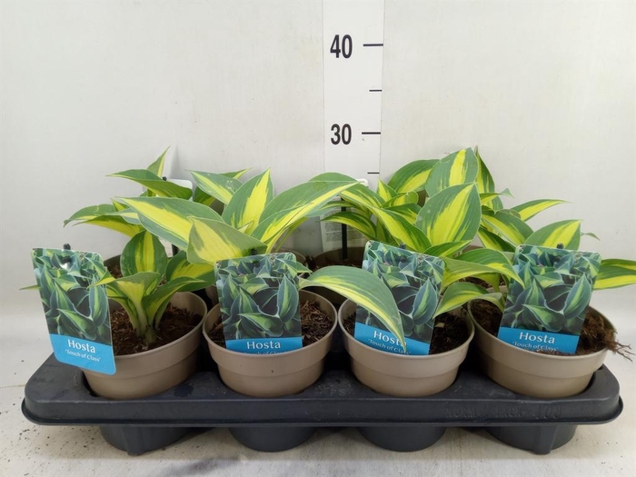 <h4>Hosta tardiana 'Halcyon'</h4>