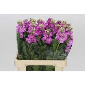 MATTH IRON PINK