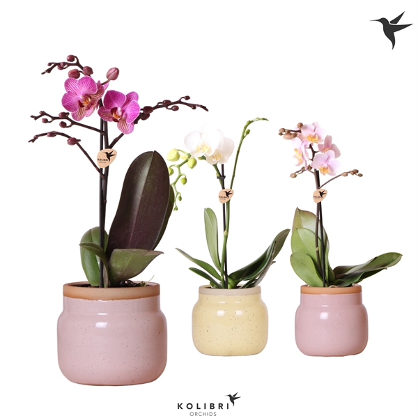 Kolibri Orchids Phalaenopsis Mix 1 spike in Vintage bowl pot mix