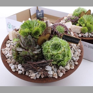 ARR SEMPERVIVUM