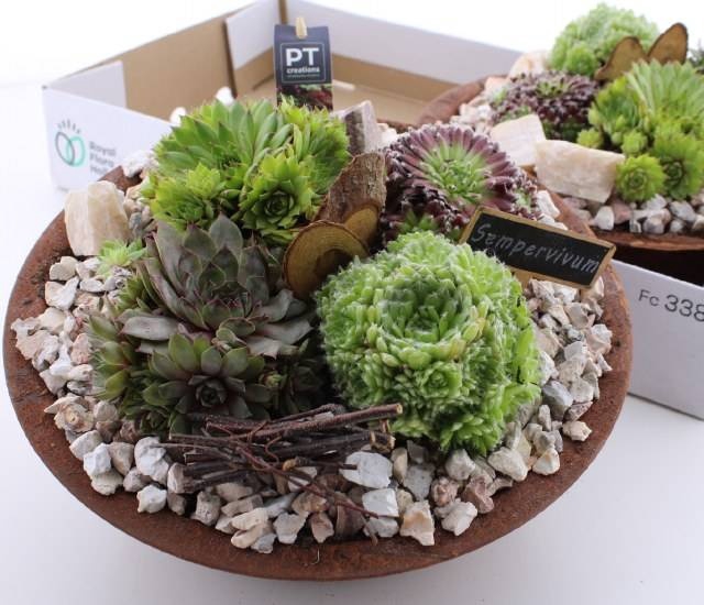 <h4>ARR SEMPERVIVUM</h4>