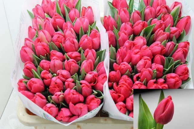 <h4>TU DU BELGRAVIA</h4>